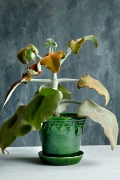 Bergs Potter Copenhagen Pot Groen, 25 Cm 11 Bergs Potter Copenhagen Pot Groen, 25 Cm -Meubel Serie Winkel bergs potter copenhagen pot groen 10