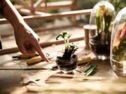 Design House Stockholm Grow Greenhouse S, Clear -Meubel Serie Winkel design house stockholm grow greenhouse 22