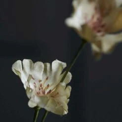 House Doctor Bloem, Wild -Meubel Serie Winkel house doctor bloem 17